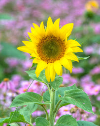 Blaine Owens Photography - Photo 8 - Car repair in Greenville, SC, Greenville