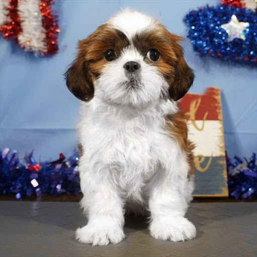 Pet Store «Pet Planet», reviews and photos, 11968 S Redwood Rd, Riverton, UT 84065, USA