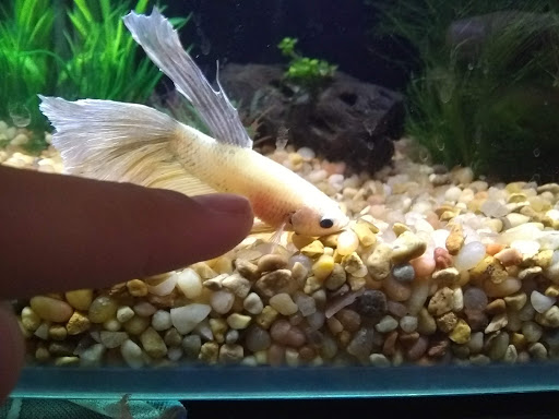 Pet Supply Store «PetSmart», reviews and photos, 12341 Seal Beach Blvd, Seal Beach, CA 90740, USA