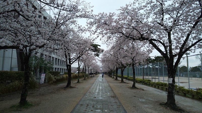 豊川の桜トンネル