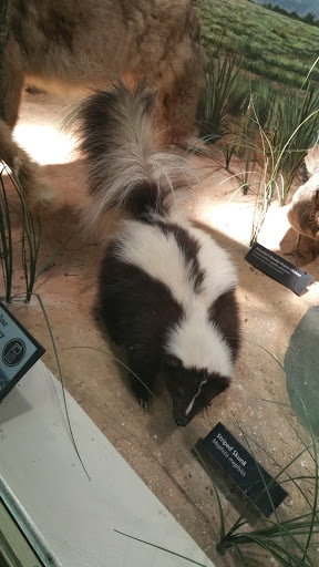 Museum «Texas Memorial Museum», reviews and photos, 2400 Trinity St, Austin, TX 78705, USA