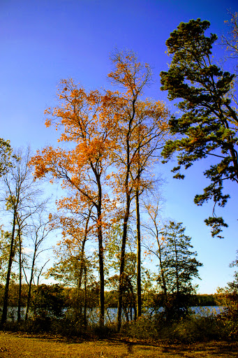 State Park «Parvin State Park», reviews and photos, 701 Almond Rd, Pittsgrove Township, NJ 08318, USA