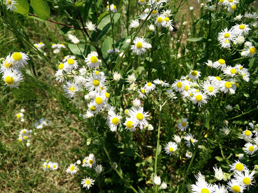 Park «Grandville Gude Park», reviews and photos, 8300 Mulberry St, Laurel, MD 20707, USA