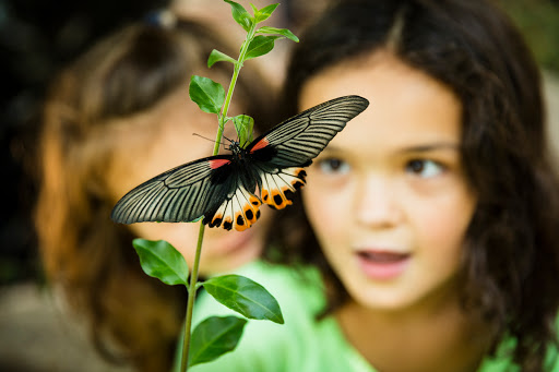 Museum «Peggy Notebaert Nature Museum», reviews and photos, 2430 N Cannon Dr, Chicago, IL 60614, USA