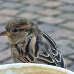 Photo n°1 de l'avis de Ines.c fait le 30/09/2021 à 14:41 sur le  Alter Schlachthof à Brixen