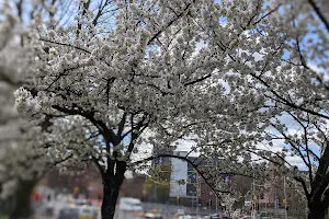 Bradford street compact park image