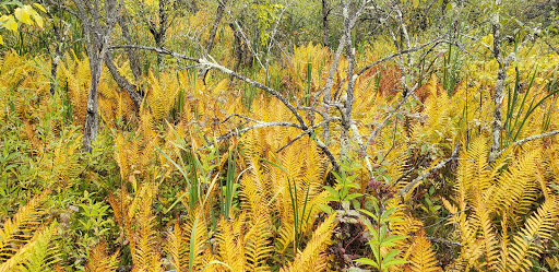 Nature Preserve «Eshqua Bog Natural Area», reviews and photos, Garvin Hill Rd, Woodstock, VT 05091, USA