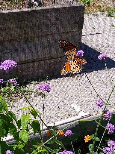 Farm «Idlewild Butterfly Farm», reviews and photos, 1100 Logan St, Louisville, KY 40204, USA