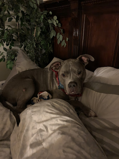 Pet Store «Abrams and Weakley General Store for Animals», reviews and photos, 3963 N 6th St, Harrisburg, PA 17110, USA