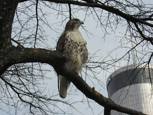 Amusement Park Ride «SkyView Atlanta», reviews and photos, 168 Luckie St NW, Atlanta, GA 30303, USA