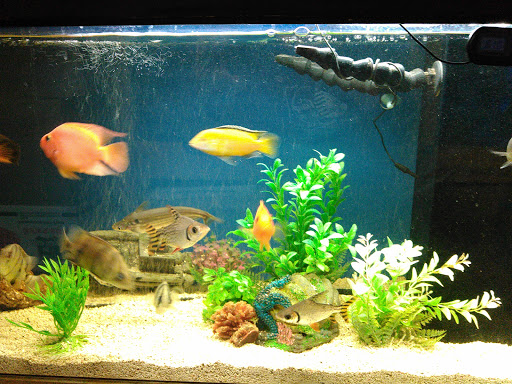 Tropical Fish Store «Atlantic Aquarium», reviews and photos, 1419 S 9th St, Alhambra, CA 91803, USA