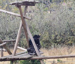 Chimp Eden photo