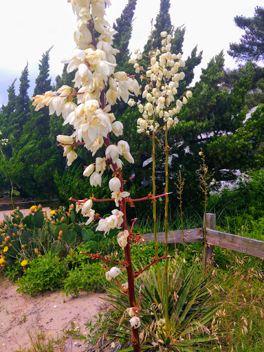 Condominium Complex «Sanctuary Realty at Sandbridge», reviews and photos, 3700 Sandpiper Rd, Virginia Beach, VA 23456, USA