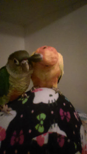 Pet Store «Park Avenue Birds & Pet Supply», reviews and photos, 120 W Center St, West Bridgewater, MA 02379, USA