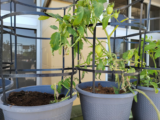 Department Store «Walmart Supercenter», reviews and photos, 2525 W Anderson Ln, Austin, TX 78757, USA