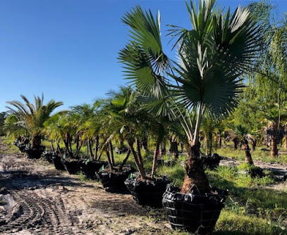 Mature Florida Palms