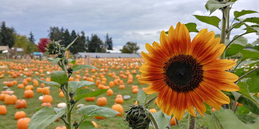 Market «E Z Orchards Farm Market», reviews and photos, 5504 Hazelgreen Rd NE, Salem, OR 97305, USA