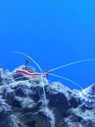 Pet Store «Coral Reef Pet Center», reviews and photos, 7723 W Lawrence Ave, Norridge, IL 60706, USA