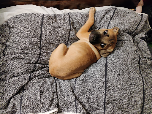 Animal Protection Organization «Greenville Humane Society», reviews and photos