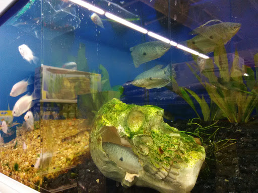 Pet Supply Store «Pet Supermarket», reviews and photos, 465 State Rd 13, Fruit Cove, FL 32259, USA