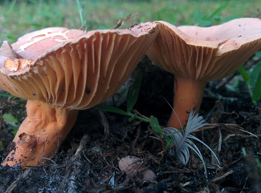 Park «Tree Tops Park», reviews and photos, 3900 SW 100th Ave, Davie, FL 33328, USA