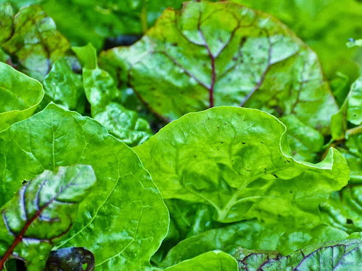 Farm «Heron Pond Farm», reviews and photos, 299 Main Ave, South Hampton, NH 03827, USA