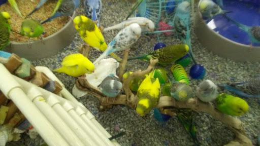 Pet Store «Petland», reviews and photos, 920 Hebron Rd, Heath, OH 43056, USA