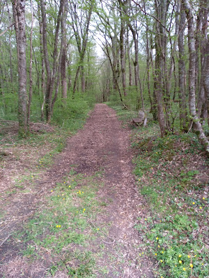 Bois de la chatille à Béthines