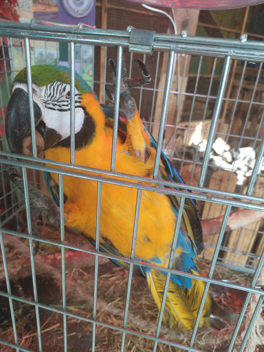 Parrot shops in Donetsk