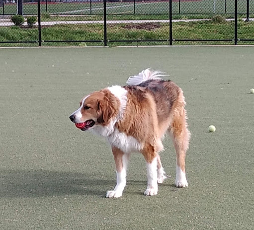 Dog Park «Bay Park Dog Park», reviews and photos, 2 Marjorie Ln, East Rockaway, NY 11518, USA