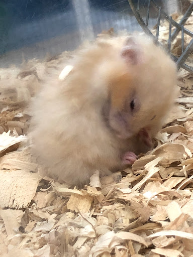 Pet Supply Store «Pet Supermarket», reviews and photos, 1080 Alafaya Trail, Oviedo, FL 32765, USA