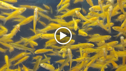 Pet Supply Store «PetSmart», reviews and photos, 161 Market St, Winchester, VA 22603, USA