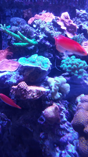 Pet Supply Store «New Wave Aquaria», reviews and photos, 14100 23rd Ave N, Minneapolis, MN 55447, USA