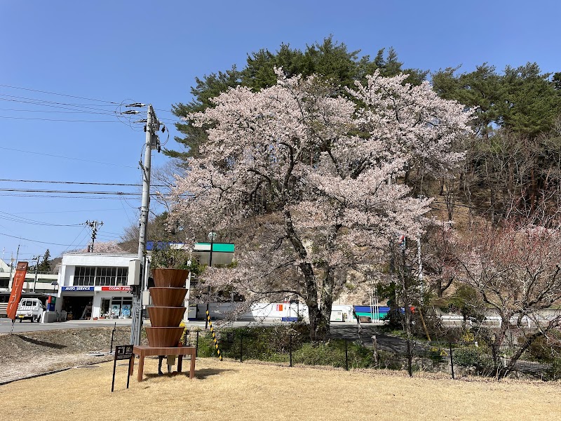 三春滝桜の子孫樹