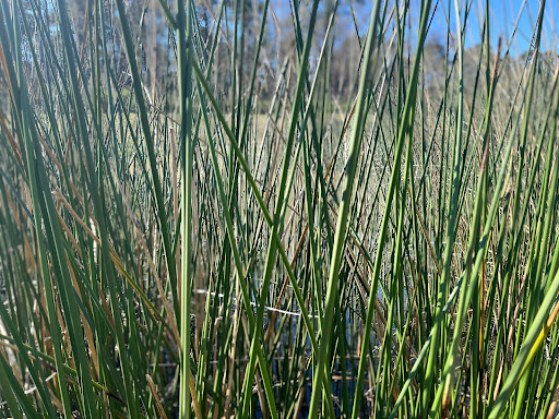 Nature Preserve «Little Cypress Creek Preserve», reviews and photos, Telge Rd & Spring Cypress Rd, Cypress, TX 77429, USA