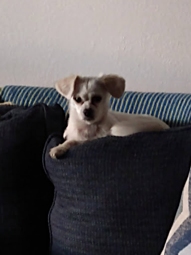 Pet Supply Store «PetSmart», reviews and photos, 4550 W Lake Mary Blvd, Lake Mary, FL 32746, USA