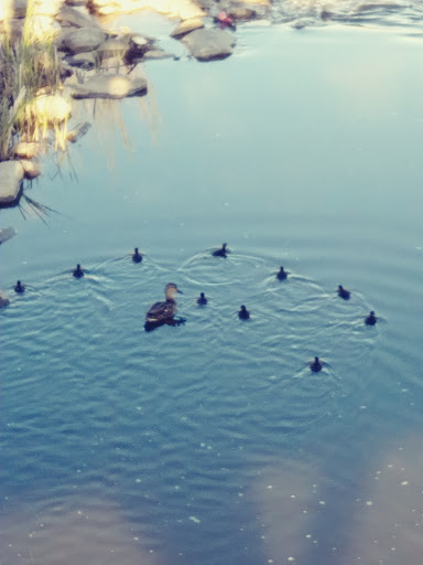 Park «The Ralston-Central Park», reviews and photos, 5850 Garrison St, Arvada, CO 80002, USA