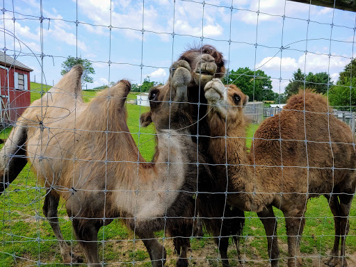 Critter Country Animal Farm image 8