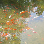 Photo n° 1 de l'avis de Bernard.R fait le 29/05/2023 à 19:37 pour Domaine et Château du Charmois à Vandœuvre-lès-Nancy