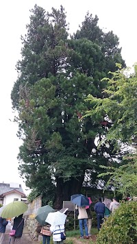 下黒沢のコウヤマキ