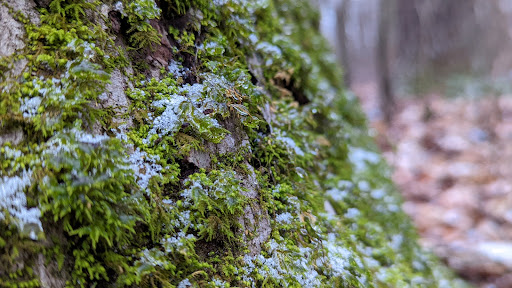 Nature Preserve «Scio Woods Preserve», reviews and photos, Scio Church Rd, Ann Arbor, MI 48103, USA