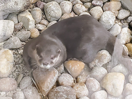 Zoo «Frank Buck Zoo», reviews and photos, 1000 W California St, Gainesville, TX 76240, USA