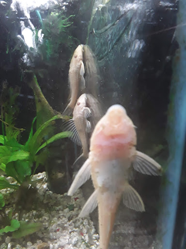 Pet Store «Fosters Exotic Pet Center», reviews and photos, 40116 US Hwy 19 N, Tarpon Springs, FL 34689, USA