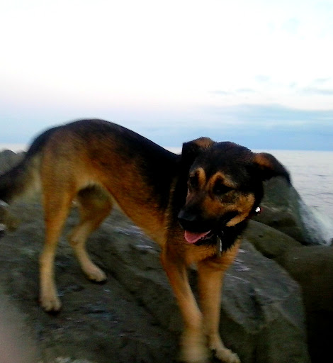 Pet Supply Store «PetSmart», reviews and photos, 1743 Martin Luther King Blvd, Houma, LA 70360, USA