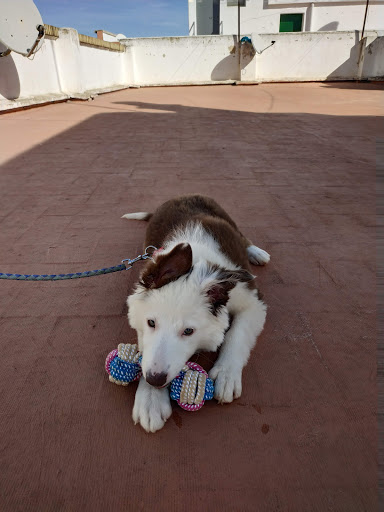 Centro Veterinario El Cid en Meliana