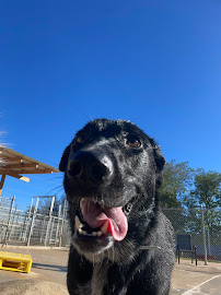 Foxy Roxys South Austin Dog Boarding and Daycare