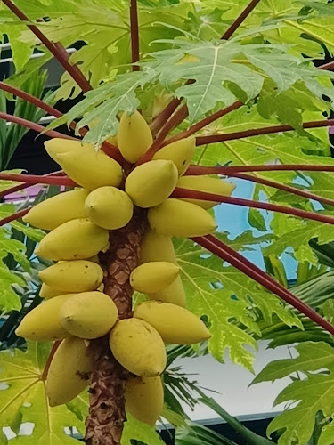 Faber Garden - Other