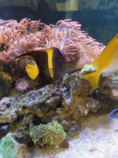 Pet Store «M V Pets», reviews and photos, 7429 S Westnedge Ave, Portage, MI 49002, USA