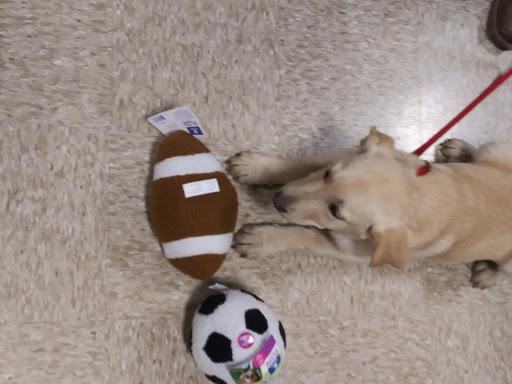 Pet Supply Store «PetSmart», reviews and photos, 14420 Farm to Market 2920, Tomball, TX 77377, USA