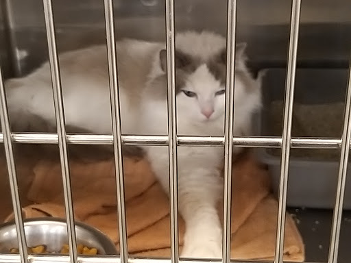 Pet Supply Store «PetSmart», reviews and photos, 2601 Housley Rd, Annapolis, MD 21401, USA